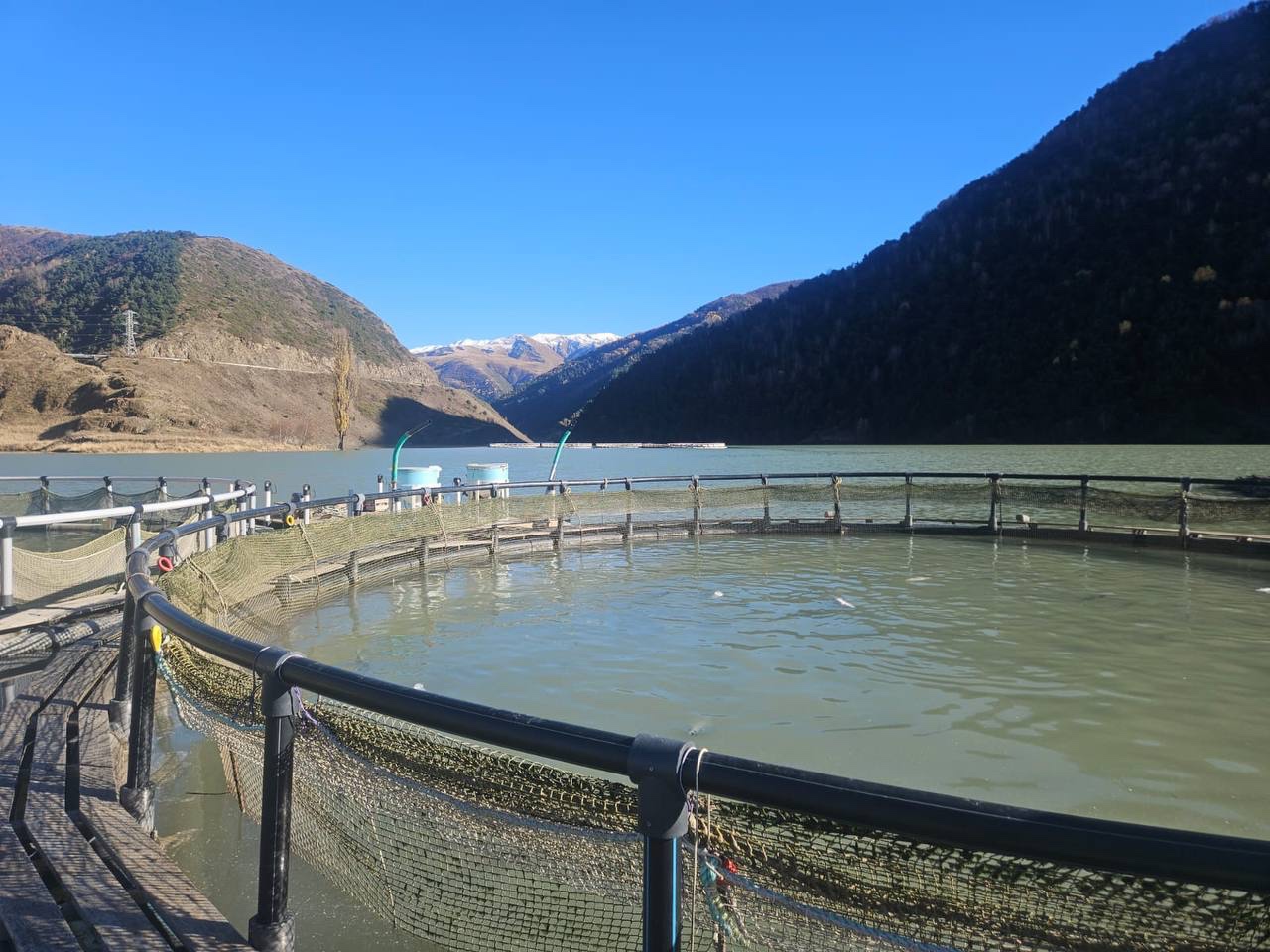 Вопросы развития форелеводства обсуждены в Комитете по рыбному хозяйству РД